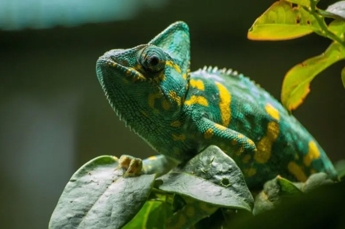 El Plan ha muerto. ¡Larga vida a la&nbsp;Estrategia!